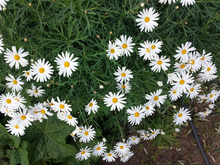 fleur 3