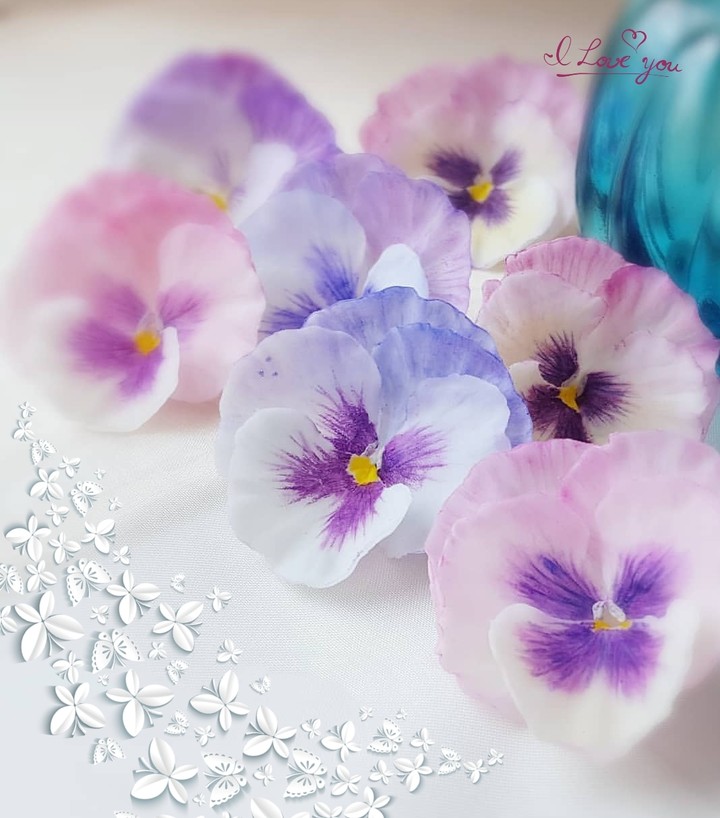 Viola