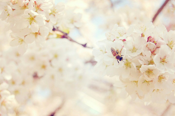 Spring