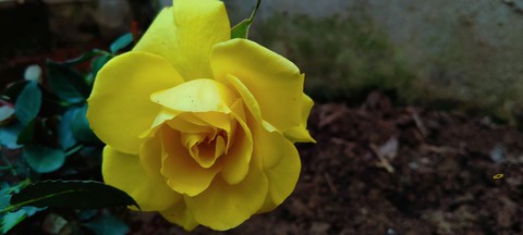 Yellow rose