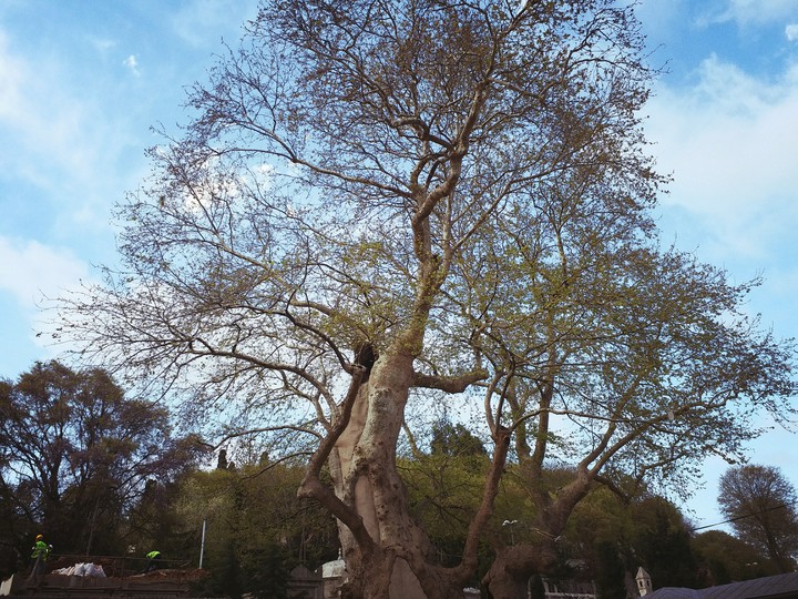 Tree