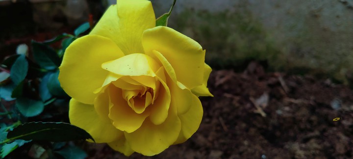 Yellow rose