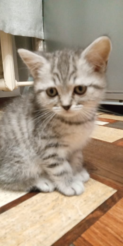 котёнок ?