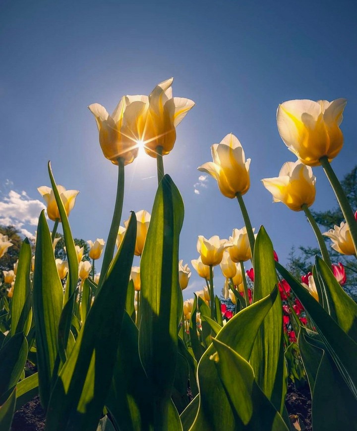 Nature's Beauty