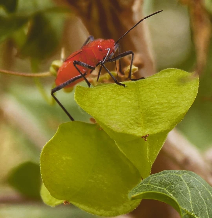 insect