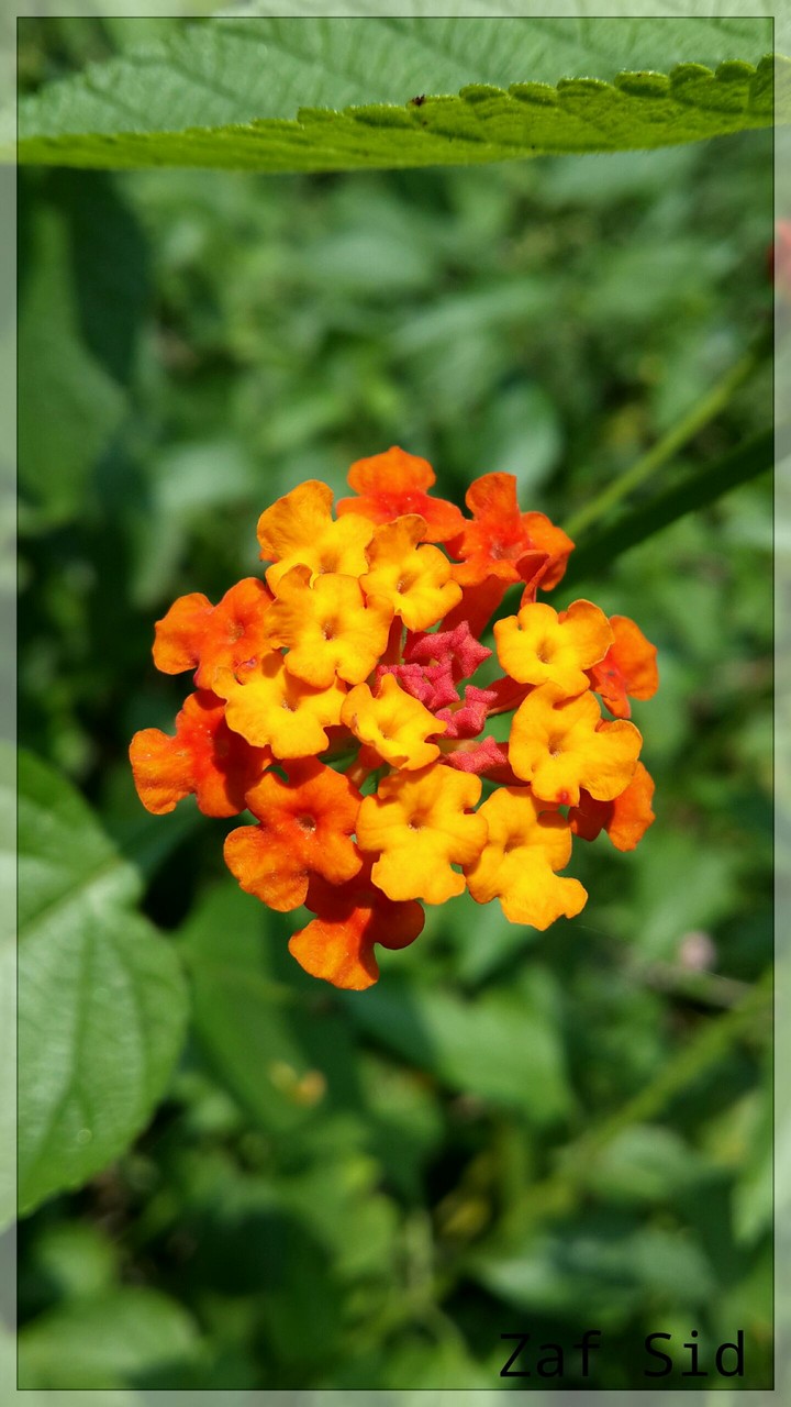 Lantana ( clicked by Samsung Note 5)