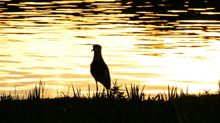 mirror.bird