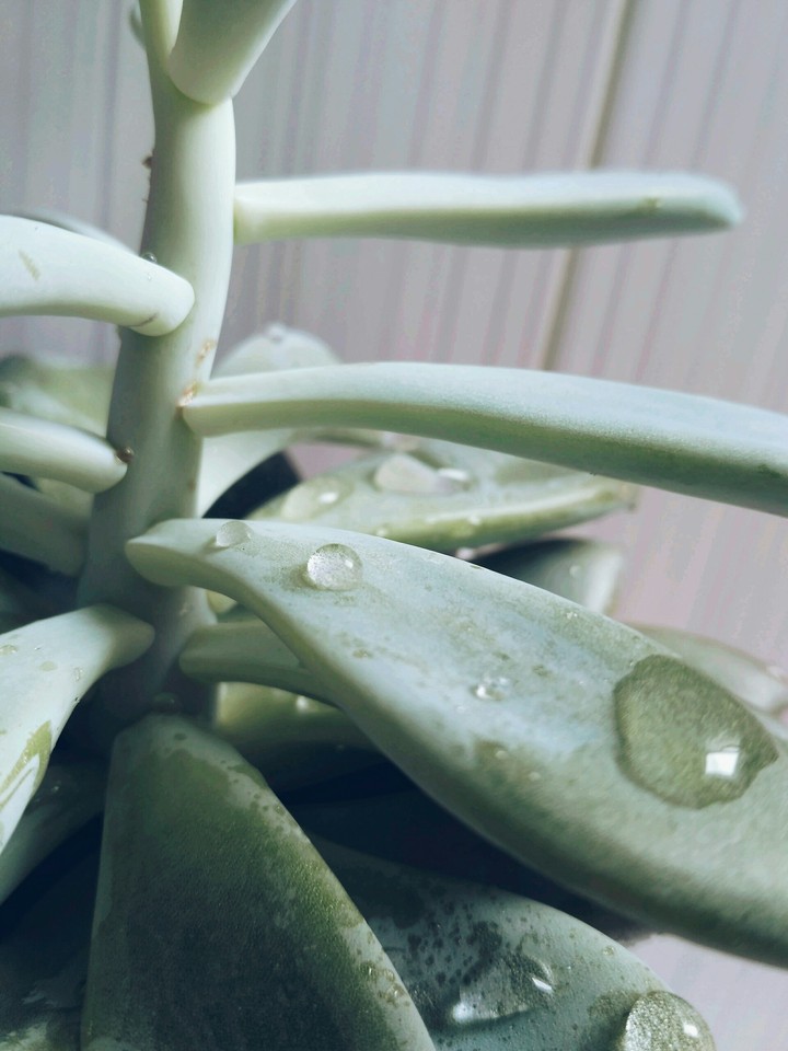 plant