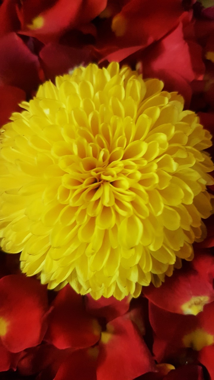 flowers