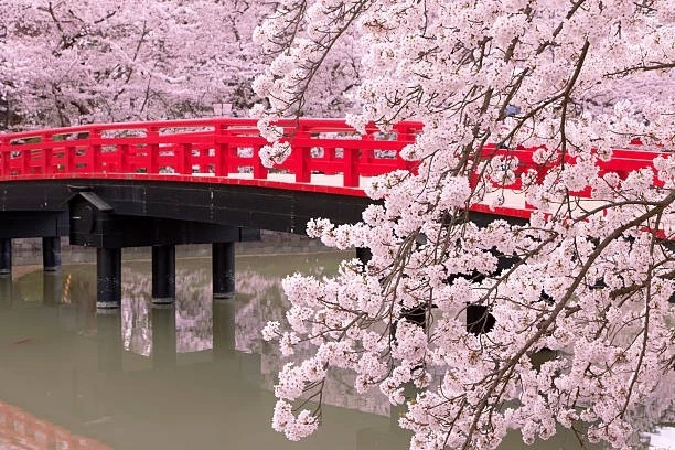 cherry blossoms & crimson bridge