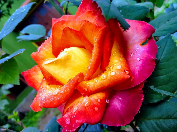 Rose