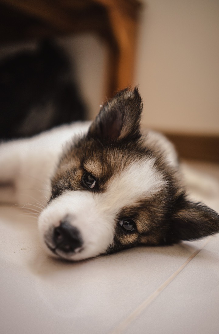 Puppy