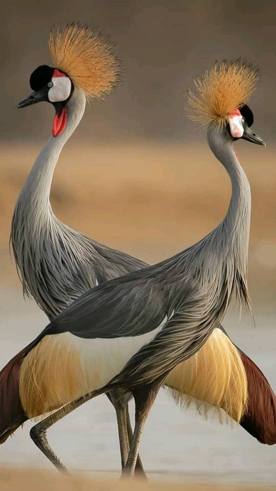 有