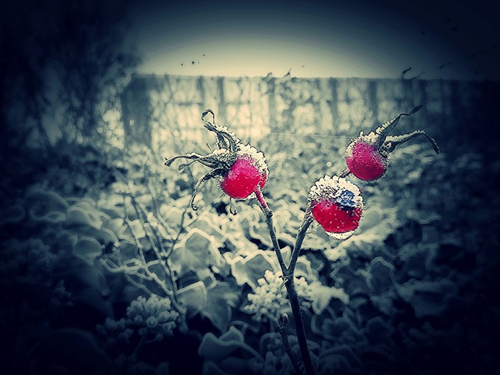 frosted rosebottel