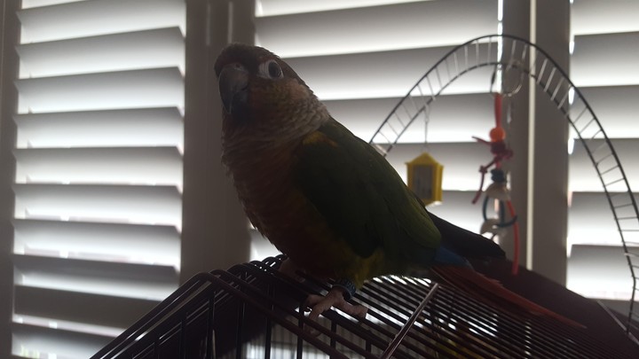 Pretty birb