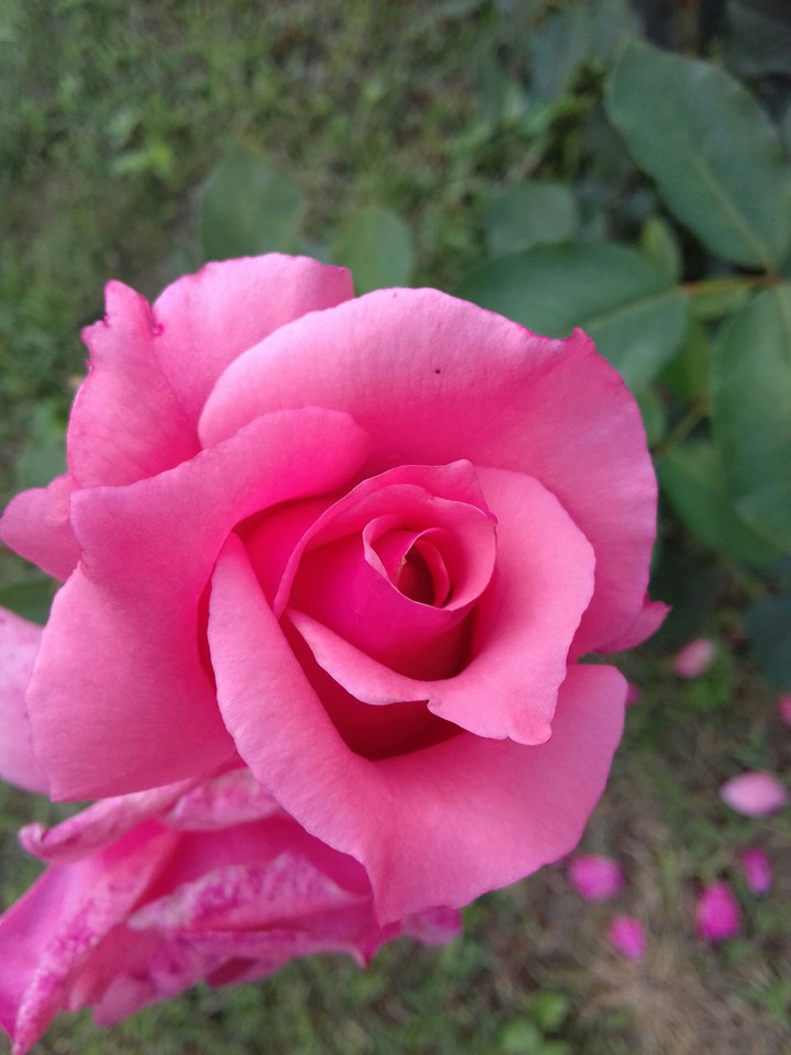 little pink rose