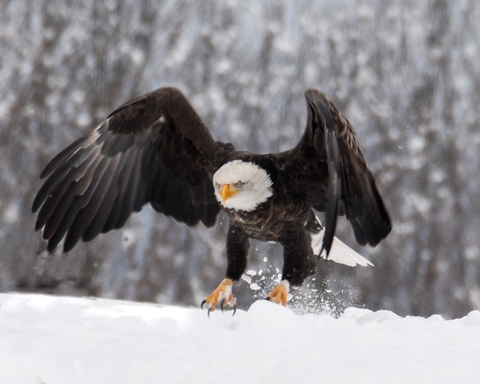 Snowy Eagle