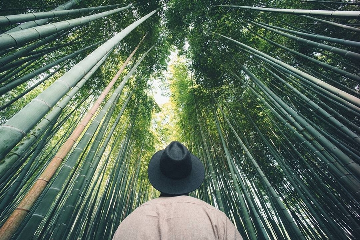 bamboo