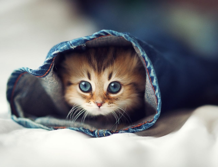 cat