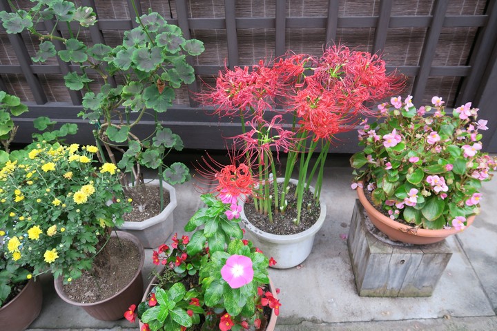 Potted plant