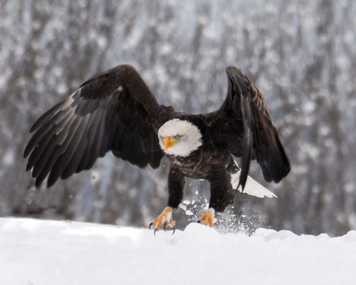 Snowy Eagle