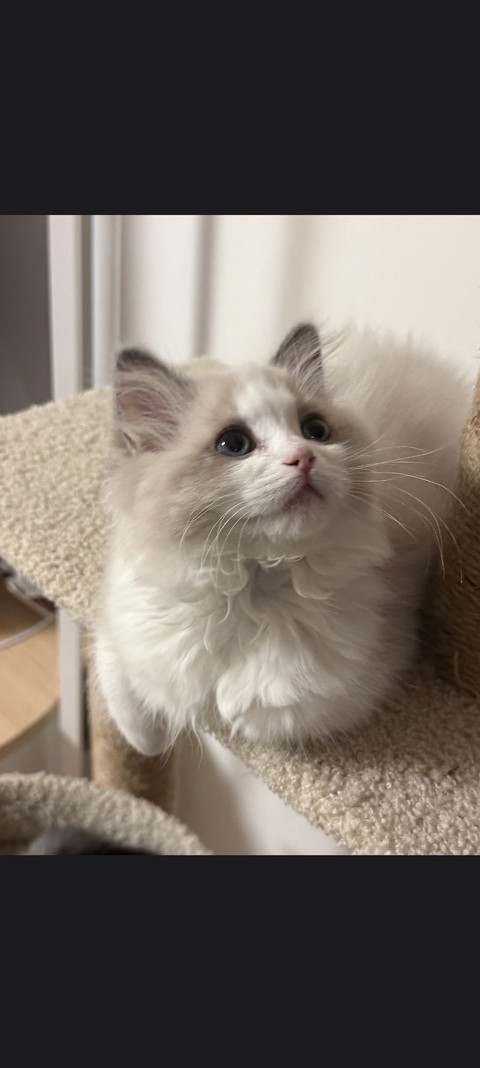 felinae, whiskers háttérképek