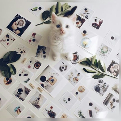 خلفيات pet, toy