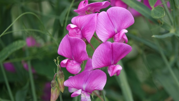 Pink flower