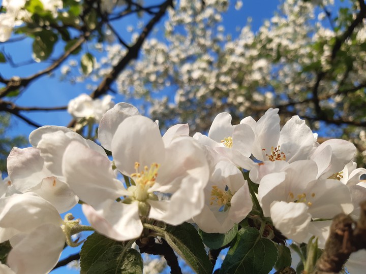 Apple blossom