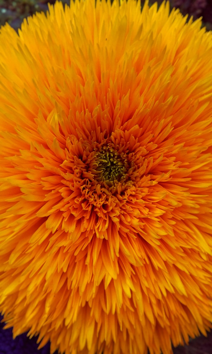 American Sunflower