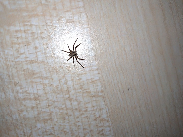 Little spider