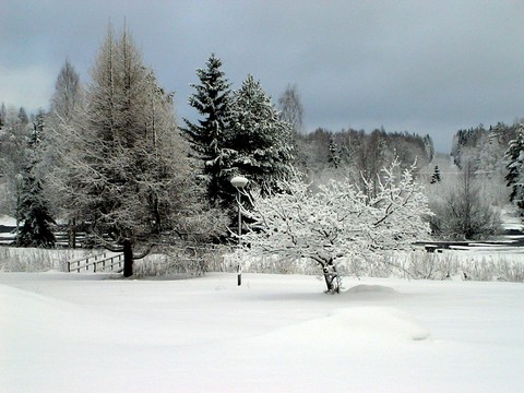 Winter forest
