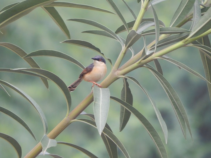 #Lovely #Bird #Awesome #Click