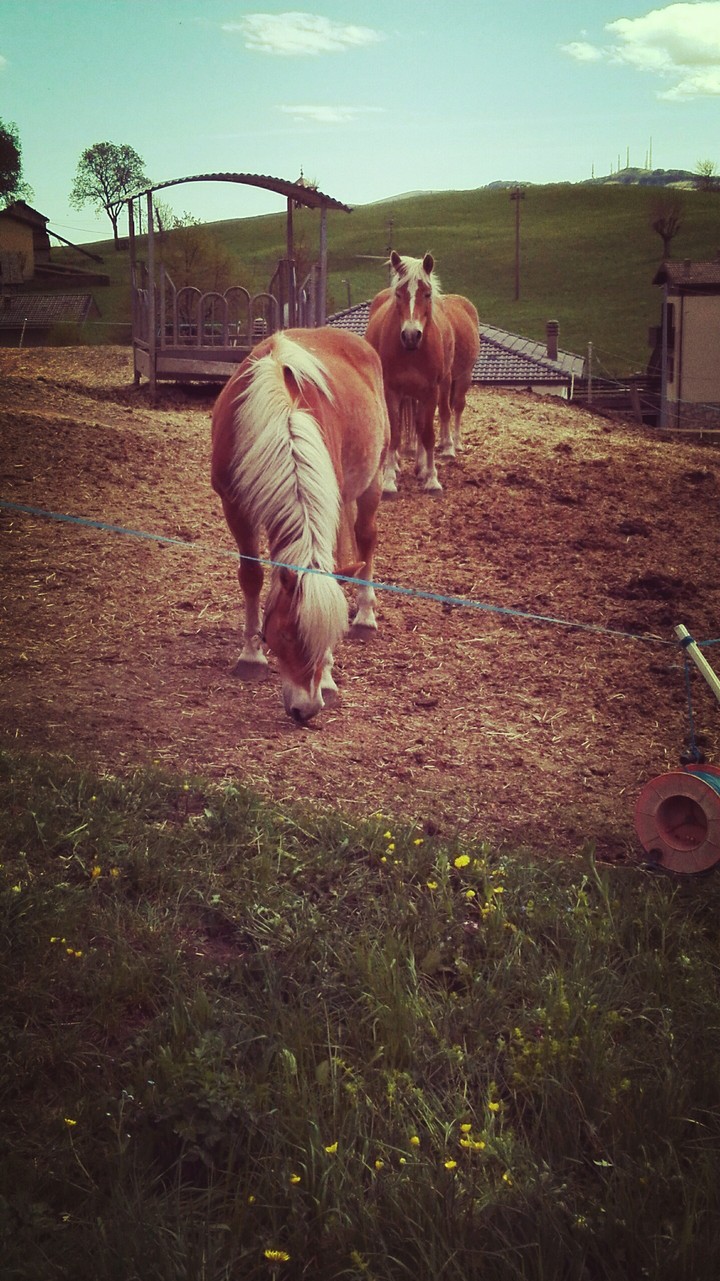 horses