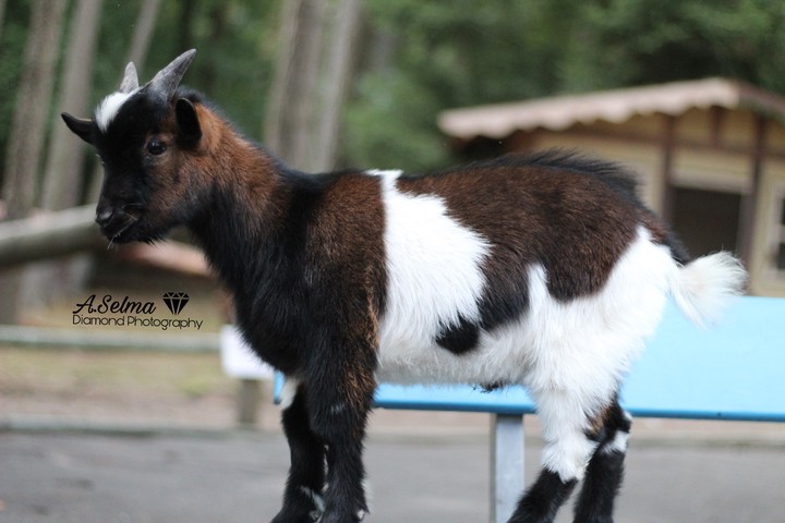 animal