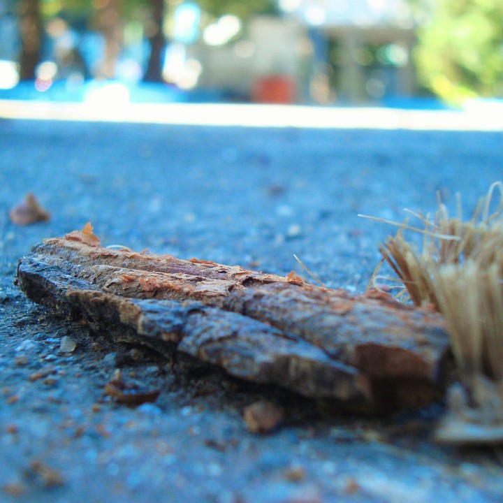 dead plant