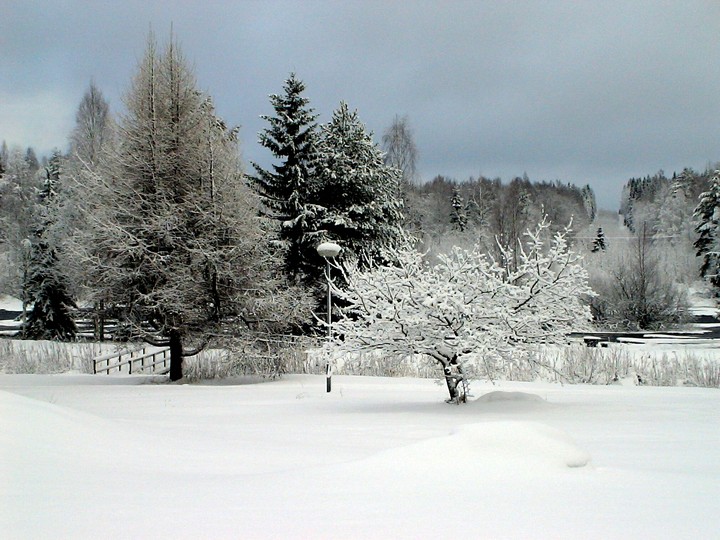 Winter forest