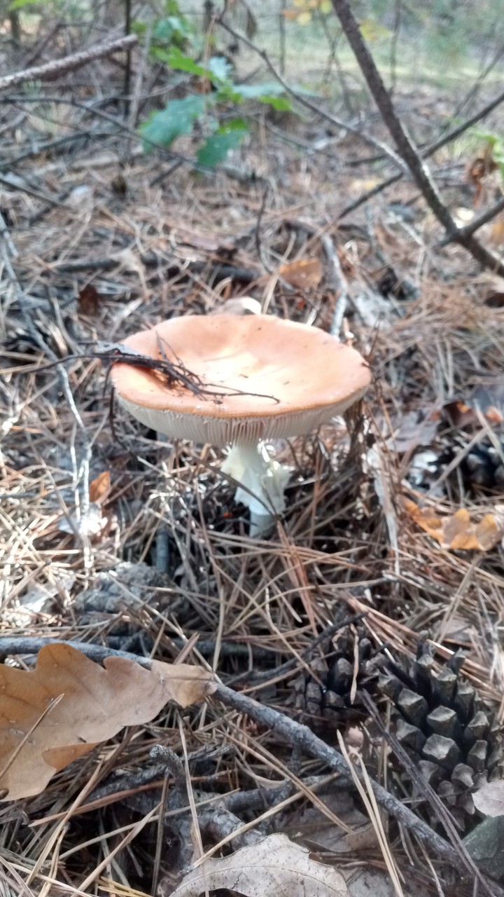 fly agaric, mushroom, autumn, earth, nature, beauty