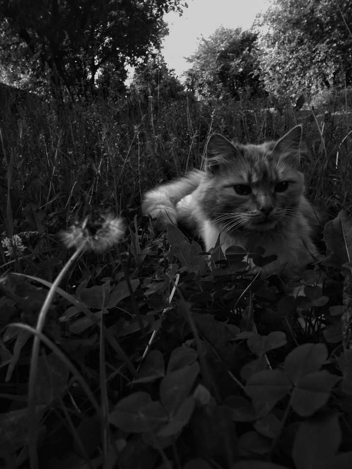 cat