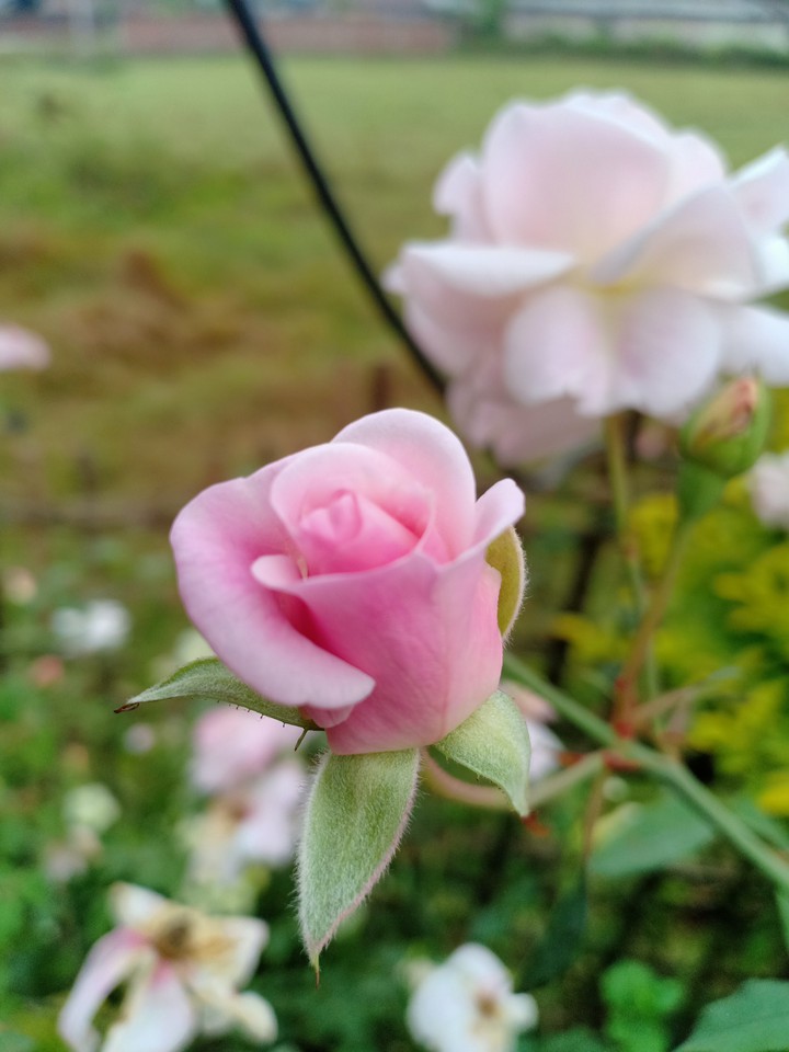 baby pink