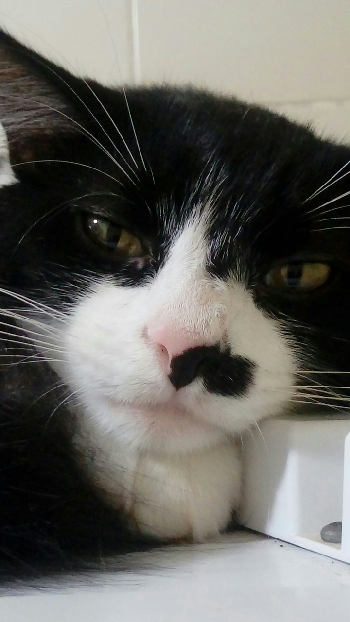 Bruce, the cat