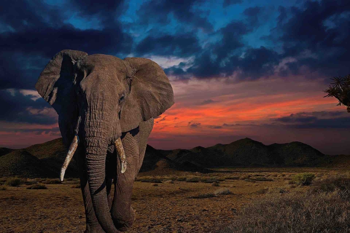elephant