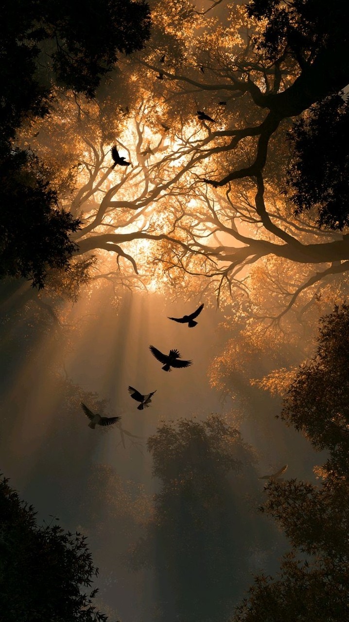 Nature's Beauty