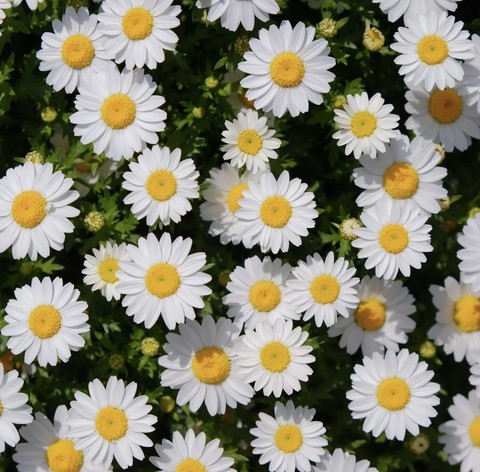 fonds d'écran feverfew, White