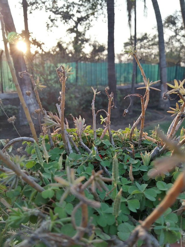 plants
