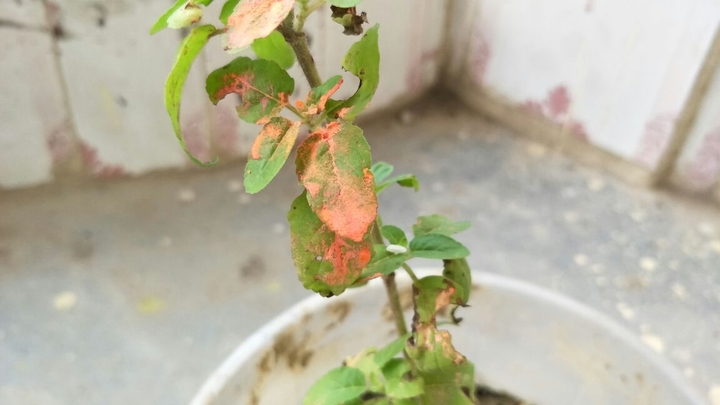 photography