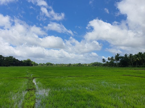 Paddy fields
