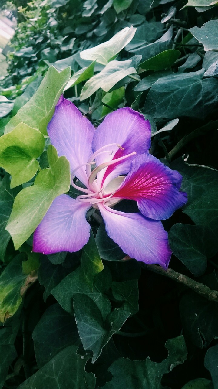 Flor