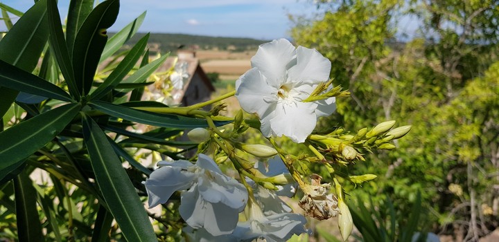 pals espania white flower