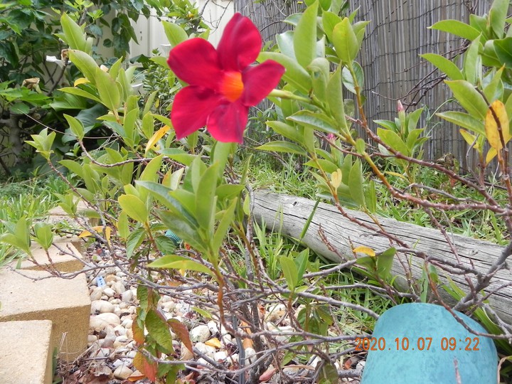 Australia's spring